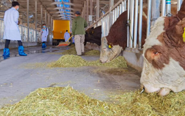 凍精改良技術(shù)驅(qū)動(dòng)種業(yè)革新 海原縣打造畜牧業(yè)「芯片」新高地