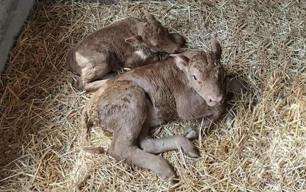 國內(nèi)首例體細(xì)胞克隆延邊牛誕生！低溫技術(shù)助力瀕危種質(zhì)資源保護(hù)