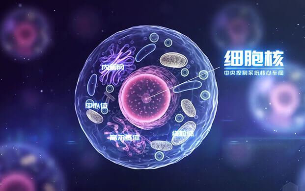 中國科學(xué)家揭示細(xì)胞核”應(yīng)急工作站”機(jī)制 細(xì)胞罐助力炎癥疾病研究新突破